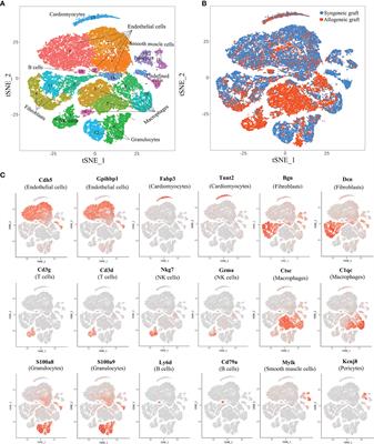 Single-Cell RNA Sequencing Identifies Intra-Graft Population Heterogeneity in Acute Heart Allograft Rejection in Mouse